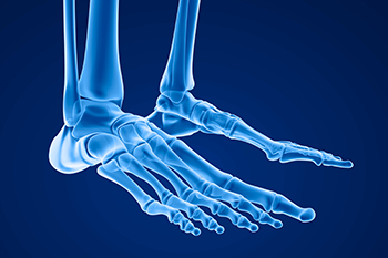 Foot Muscles and Joints