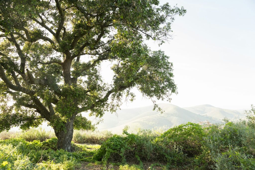 Premier Podiatry and Orthopedics Fair Oaks CA