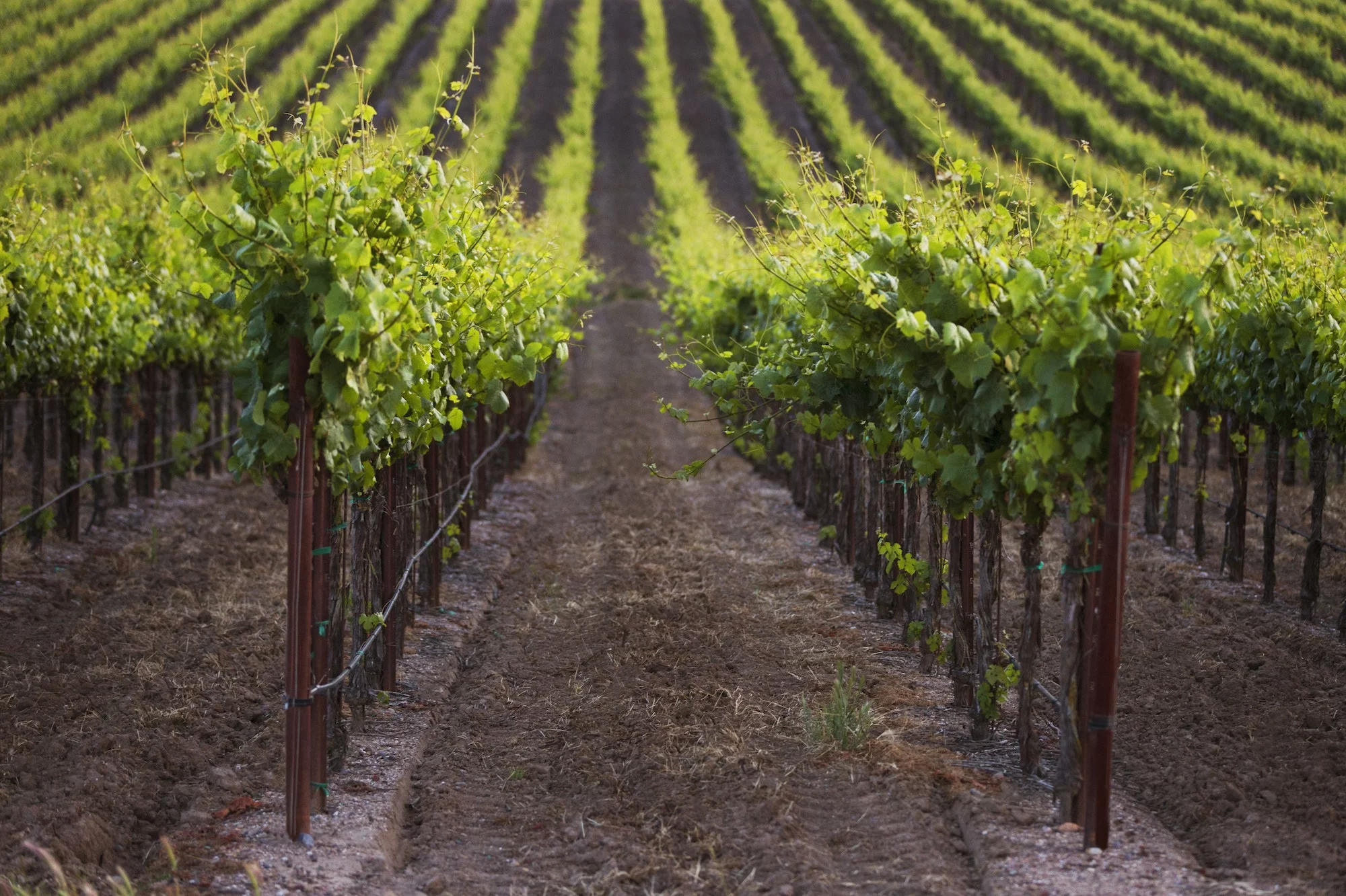 Plants Growing On Poles In Vineyard